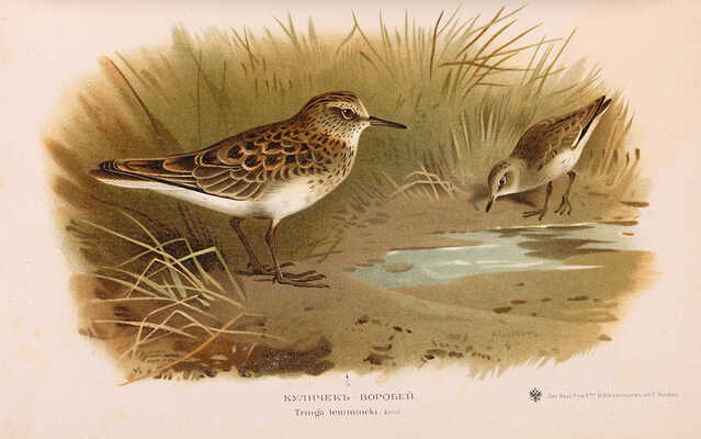 Мензбир М.А. Охотничьи и промысловые птицы Европ. России и Кавказа. С атласом из 140 таблиц. В 3 т. М., 1900-1902.